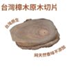 台灣樟樹切片